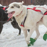 Iditarod2014DogsRunning-300x300