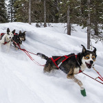 iditarod